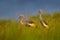 Bird dance. Crane love. Grey crowned crane, bird love, Balearica regulorum, with dark background. Bird head with gold crest in