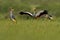 Bird dance. Crane love. Grey crowned crane, bird love, Balearica regulorum, with dark background. Bird head with gold crest in