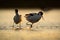 Bird dance in sunrise, lake water. Pied Avocet, Recurvirostra avosetta, black and white bird in the water, France. Wildlife scene