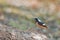 Bird (Daurian Redstart) perching and action on the timber