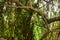 Bird in Deep Natural Rain forest/Jungle In India Big Trees And Tree Branches Greenery Stock Photograph