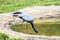 Bird demoiselle crane (Anthropoides virgo)