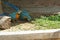 Bird digging the ground,à¸ºBlue and yellow macaw, Ara Chloropterus
