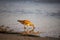 A bird digging up food in the wet sand at the beach at sunset at El Matador beach