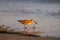 A bird digging up food in the wet sand at the beach at sunset at El Matador beach