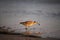 A bird digging up food in the wet sand at the beach at sunset at El Matador beach