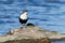 Bird Dipper sitting on the driftwood