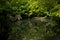 Bird diving in pool reflecting green foliage