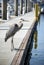 Bird on a Dock