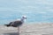 Bird on the dock resting from so much flying