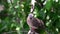 Bird Dove, Pigeon or Disambiguation in a nature