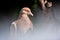 Bird, Dove on tree expose by sunlight