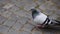 A bird, a dove, walks along the cobblestones in a small town