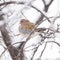 Bird dove winter nature