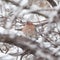 Bird dove winter nature