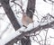 Bird dove winter nature