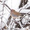 Bird dove winter nature