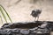 Bird drinking water from artificial rock.