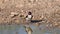 Bird drinks water in the river. Carduelis