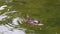 Bird duck mallard female swim and eat in the pond