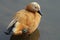 Bird. Duck. Ruddy Shelduck - Tadorna ferruginea