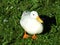 bird, duck, white, goose, animal, beak, nature, grass, water, wildlife, farm, seagull, green, domestic, geese, wild, feather