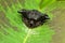 Bird dung mimic spider, Pasilobus sp, Pune, Maharashtra, India