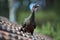 The bird dusky-legged guan in the roof