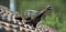 The bird dusky-legged guan in the roof