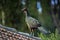 The bird dusky-legged guan in the roof