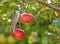 Bird eating from an apple hanging in a tree