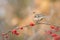 Bird eating berries during Autumn