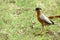 Bird eating worms in the garden