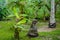 Bird eats a coconut on the banana plantation