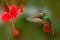 Bird from Ecuador. Rufous-tailed Hummingbird, Amazilia tzacatl, bird fling next to beautiful red rose hibiscus flower in neture ha