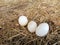 Bird Eggs