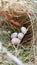 bird eggs almost hatch