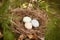 Bird eggs in a nest