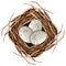 Bird eggs in a nest vector drawing on isolated white background
