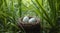 Bird eggs nestled in a nest among green grass