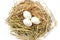 Bird eggs, pictures of bird eggs in natural nest.