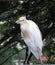 Bird Egret.
