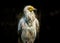 Bird Egyptian vulture