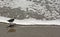 Bird enters the surf in Melbourne, Florida, USA