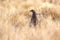 Bird Erckels Francolin Ethiopia wildlife
