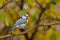 Bird Eurasian blue tit Cyanistes caeruleus in the wild. Songbird