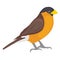 Bird, eurasian bullfinch Vector Icon