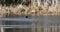 Bird Eurasian coot Fulica atra