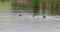 Bird Eurasian coot Fulica atra chicken