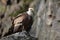 Bird Eurasian Griffon Vulture, Gyps fulvus, sitting on the stone, rock mountain, Spain